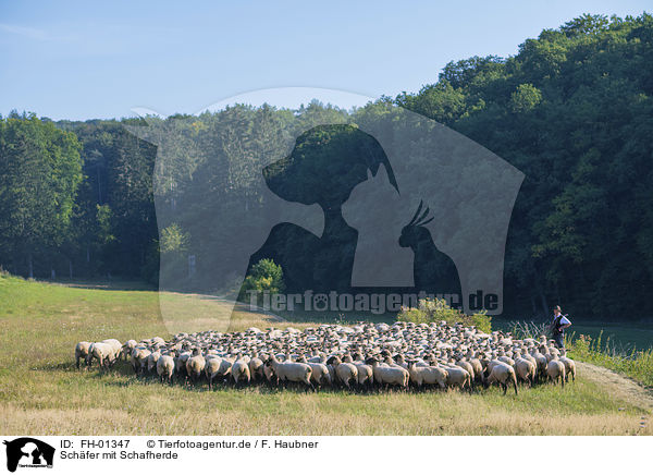 Schfer mit Schafherde / Shepherd with flock of Sheep / FH-01347