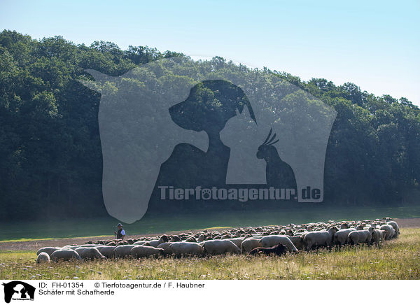 Schfer mit Schafherde / Shepherd with flock of Sheep / FH-01354