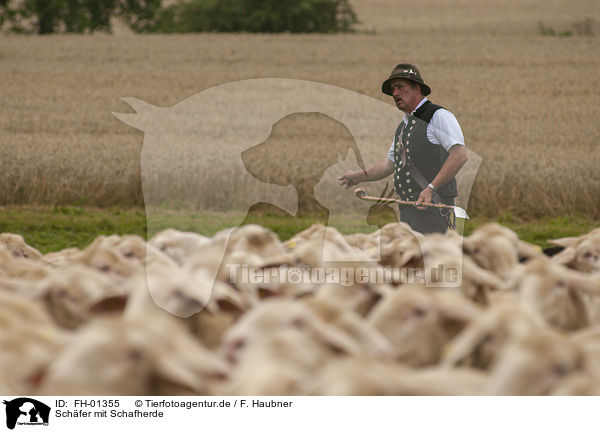 Schfer mit Schafherde / Shepherd with flock of Sheep / FH-01355