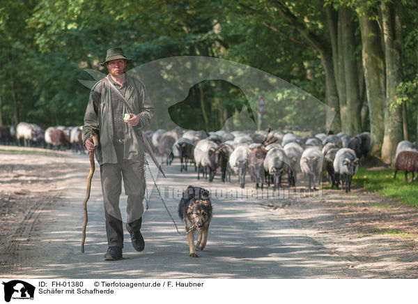 Schfer mit Schafherde / Shepherd with flock of Sheep / FH-01380