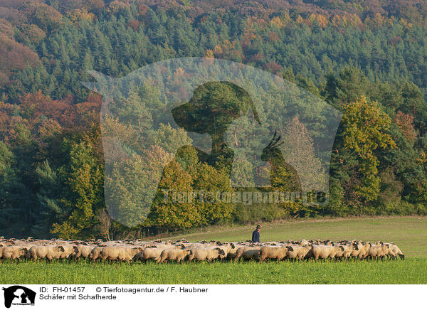 Schfer mit Schafherde / Shepherd with flock of Sheep / FH-01457