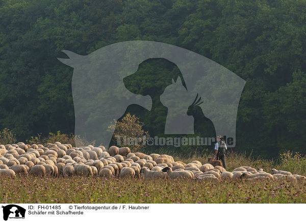 Schfer mit Schafherde / Shepherd with flock of Sheep / FH-01485
