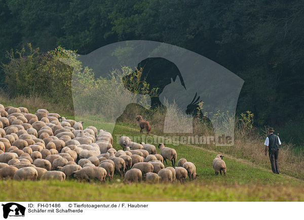 Schfer mit Schafherde / Shepherd with flock of Sheep / FH-01486