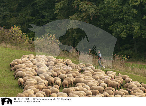 Schfer mit Schafherde / Shepherd with flock of Sheep / FH-01504