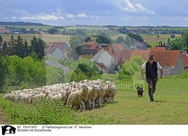Schfer mit Schafherde / Shepherd with flock of Sheep / FH-01651