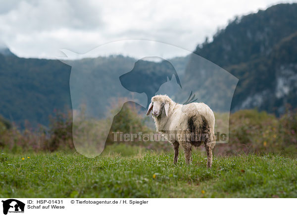 Schaf auf Wiese / sheep on meadow / HSP-01431