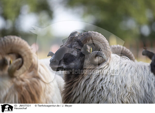 Hausschaf / sheep / JM-07531