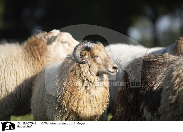 Hausschaf / sheep / JM-07542