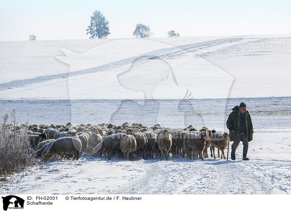 Schafherde / herd of sheeps / FH-02001