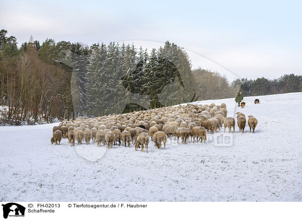 Schafherde / herd of sheeps / FH-02013