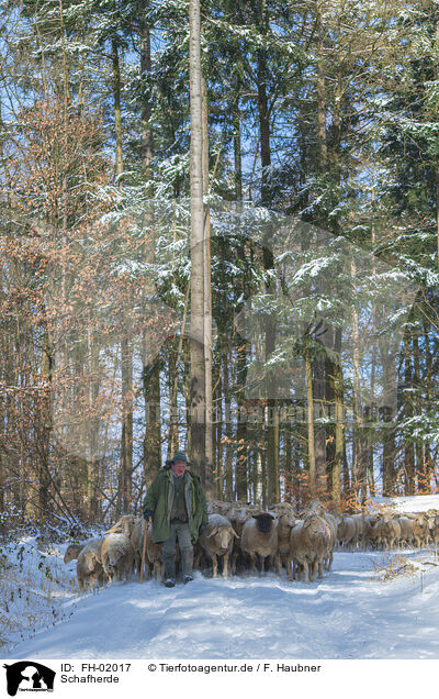 Schafherde / herd of sheeps / FH-02017