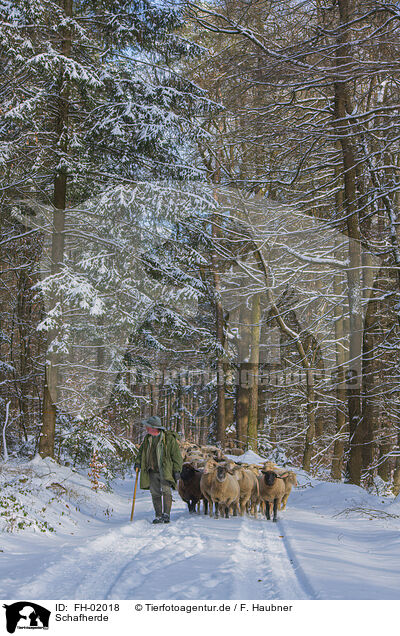 Schafherde / herd of sheeps / FH-02018