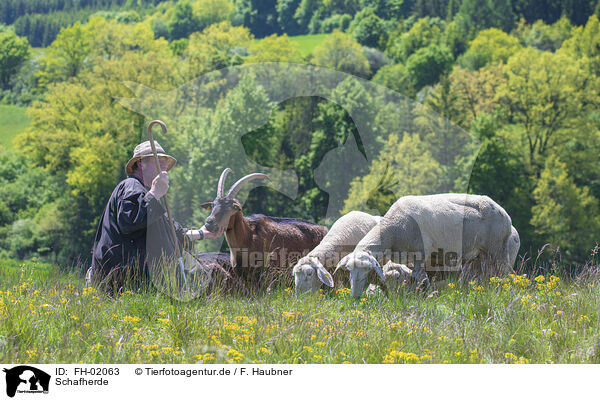 Schafherde / herd of sheeps / FH-02063