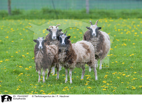 Schafherde / herd of sheeps / FH-02067
