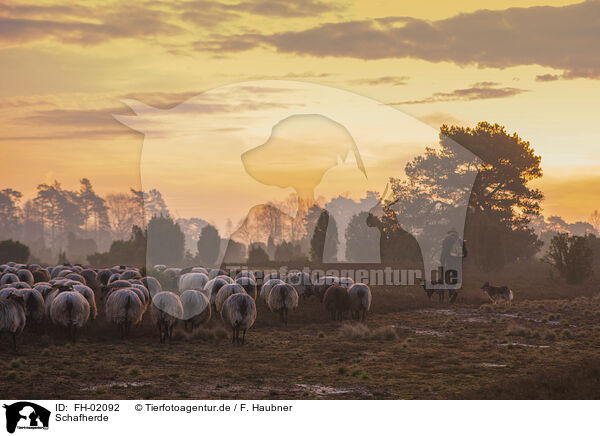 Schafherde / herd of sheeps / FH-02092