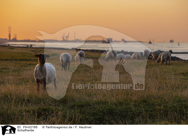 Schafherde / herd of sheeps / FH-02166