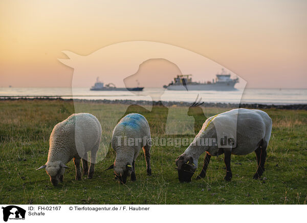 Schafe / sheeps / FH-02167