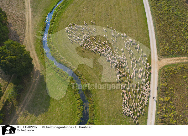 Schafherde / herd of sheeps / FH-02207