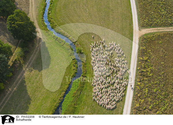 Schafherde / herd of sheeps / FH-02208
