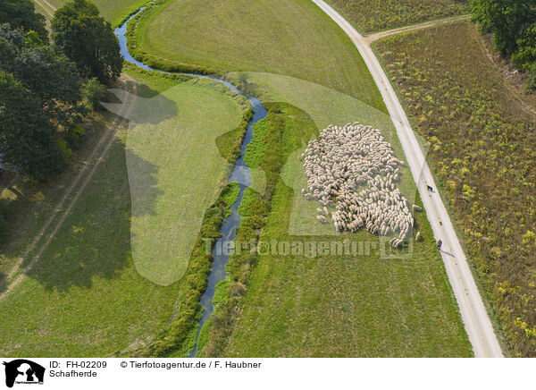 Schafherde / herd of sheeps / FH-02209