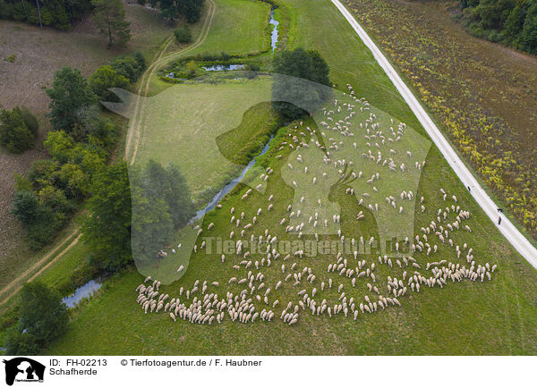 Schafherde / herd of sheeps / FH-02213