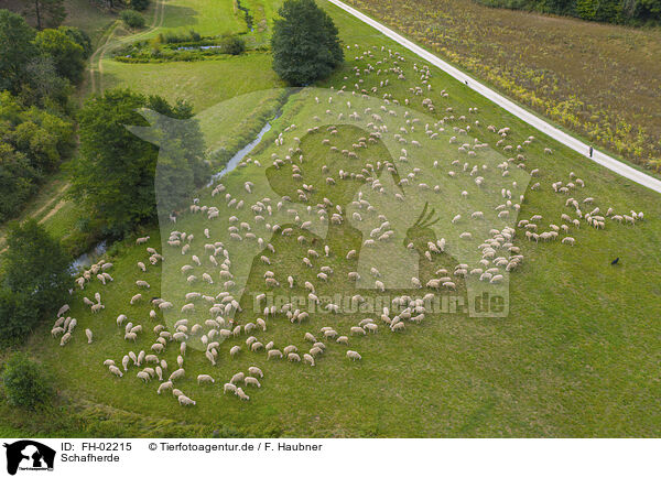 Schafherde / herd of sheeps / FH-02215