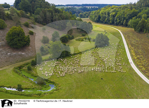 Schafherde / herd of sheeps / FH-02216
