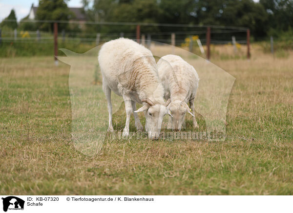 Schafe / sheeps / KB-07320