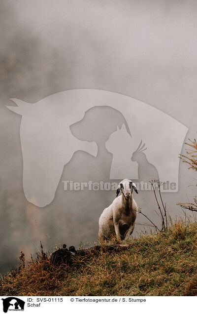 Schaf / sheep / SVS-01115
