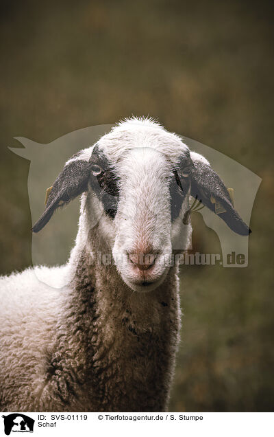 Schaf / sheep / SVS-01119