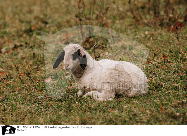 Schaf / sheep / SVS-01124