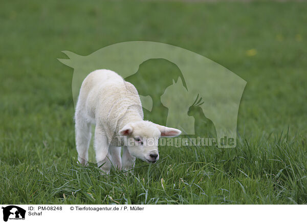 Schaf / sheep / PM-08248
