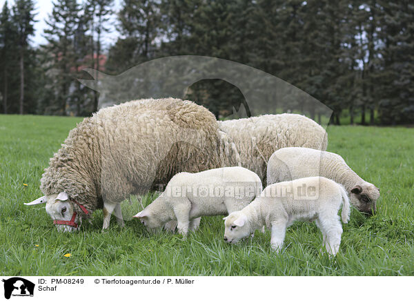 Schaf / sheep / PM-08249