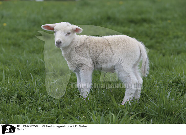 Schaf / sheep / PM-08250