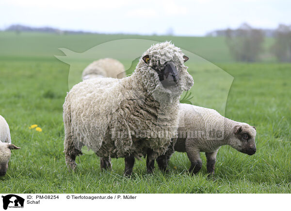 Schaf / sheep / PM-08254