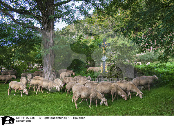 Schafherde / herd of sheeps / FH-02335