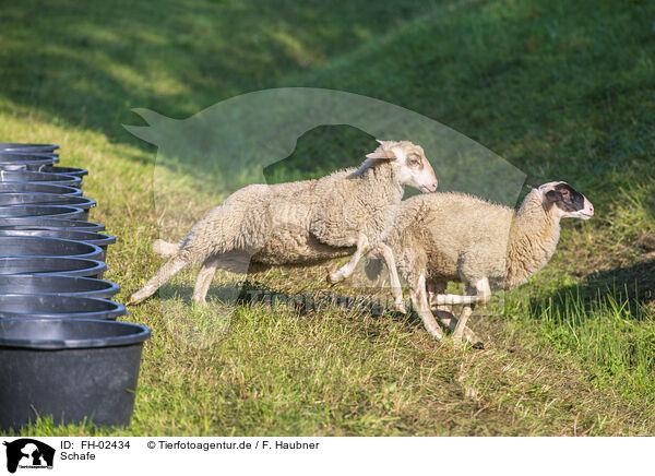 Schafe / sheeps / FH-02434