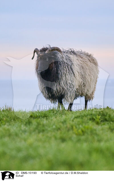 Schaf / sheep / DMS-10190