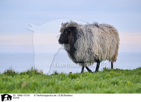 Schaf / sheep / DMS-10191