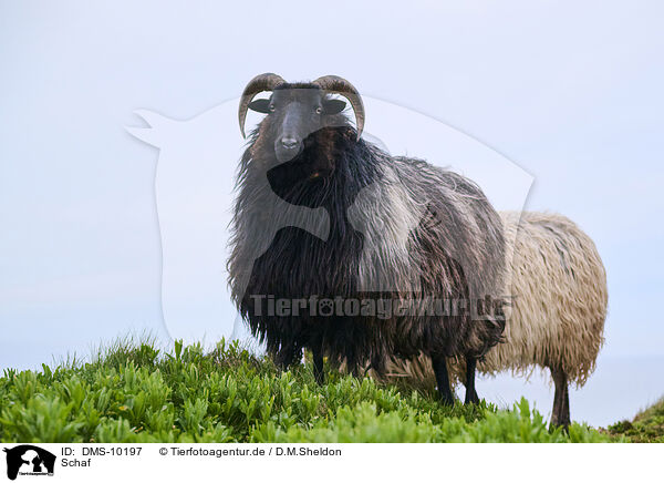 Schaf / sheep / DMS-10197