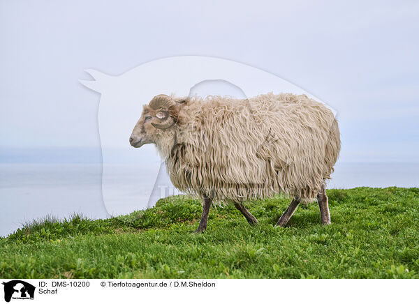 Schaf / sheep / DMS-10200