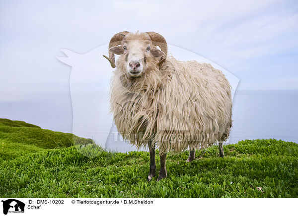 Schaf / sheep / DMS-10202