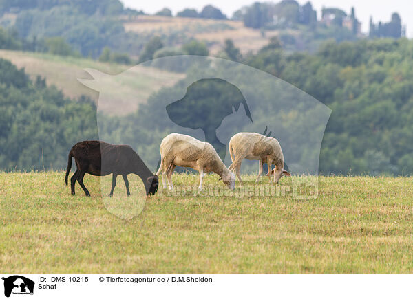Schaf / sheep / DMS-10215