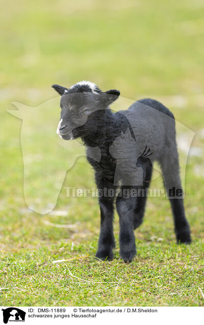schwarzes junges Hausschaf / black young sheep / DMS-11889