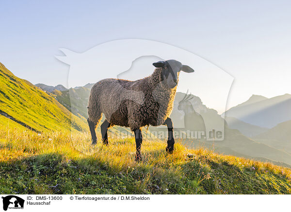 Hausschaf / domestic sheep / DMS-13600