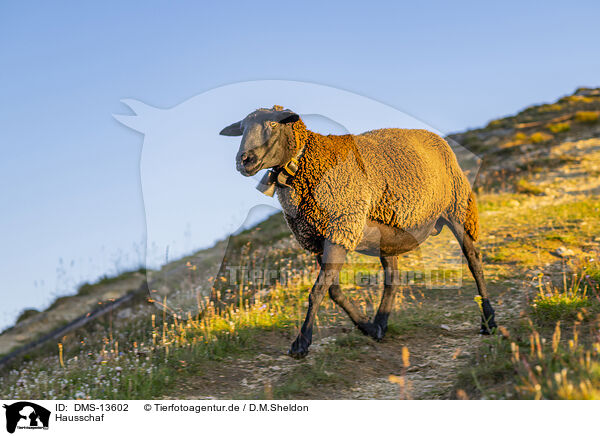Hausschaf / domestic sheep / DMS-13602