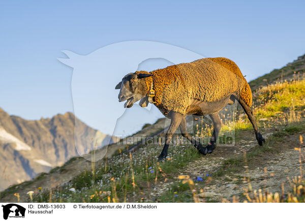 Hausschaf / domestic sheep / DMS-13603