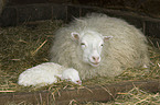 Schafmutter mit Jungem