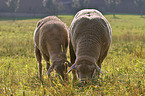 Schafe auf Wiese