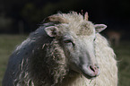 Schaf